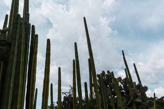 Detail photograph of some green cactus