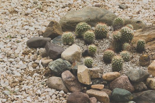 Detail photograph of some green cactus