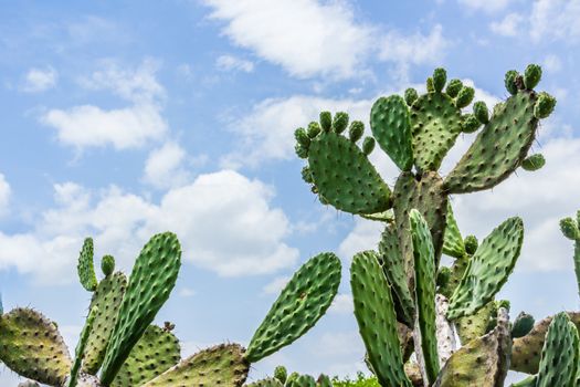 Detail photograph of some green cactus