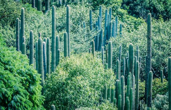 Detail photograph of some green cactus