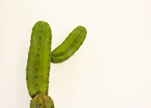 Detail photograph of some green cactus