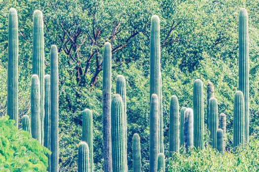 Detail photograph of some green cactus