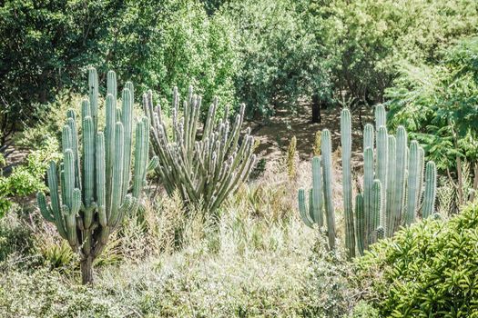 Detail photograph of some green cactus