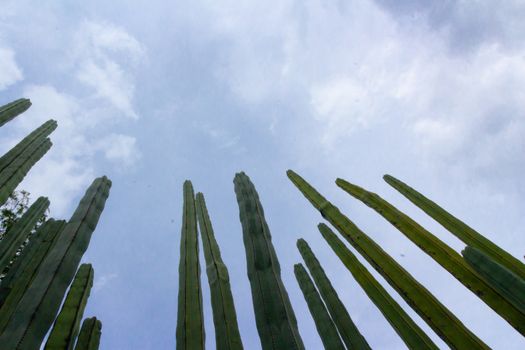 Detail photograph of some green cactus