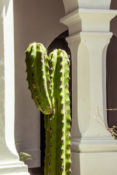 Detail photograph of some green cactus