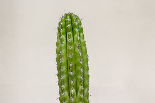 Detail photograph of some green cactus