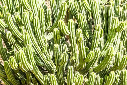 Detail photograph of some green cactus