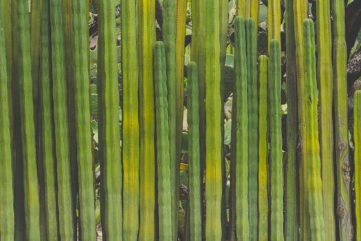 Detail photograph of some green cactus