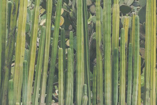 Detail photograph of some green cactus