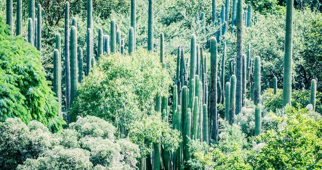 Detail photograph of some green cactus