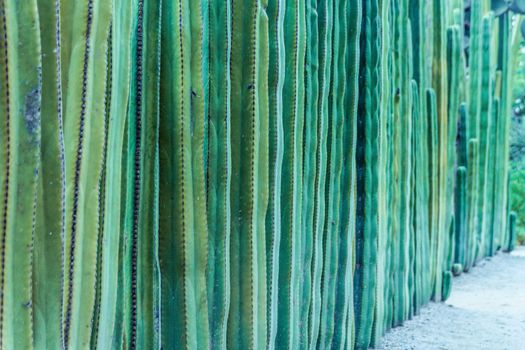 Detail photograph of some green cactus