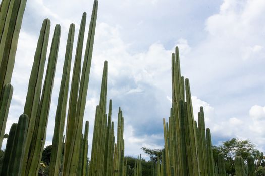 Detail photograph of some green cactus