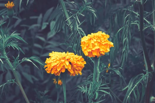 Detail photograph of some traditional marigold cempasuchil mexican flowers