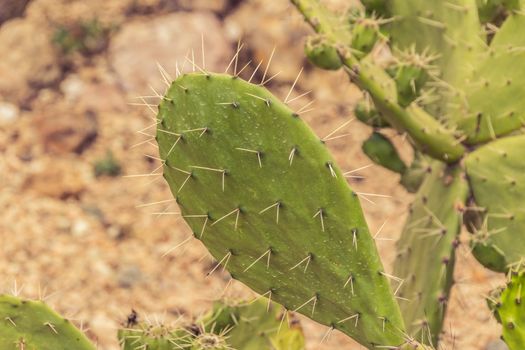 Detail photograph of some green cactus