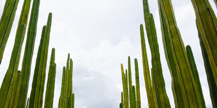 Detail photograph of some green cactus