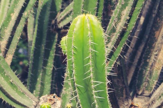 Detail photograph of some green cactus