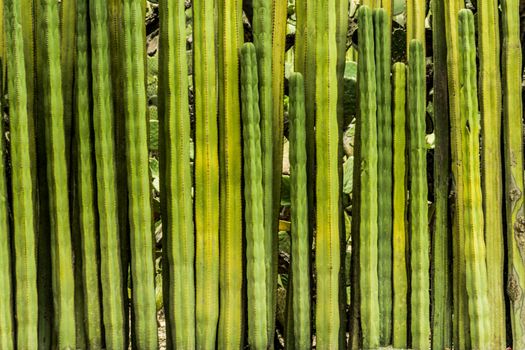 Detail photograph of some green cactus