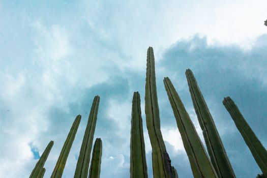 Detail photograph of some green cactus