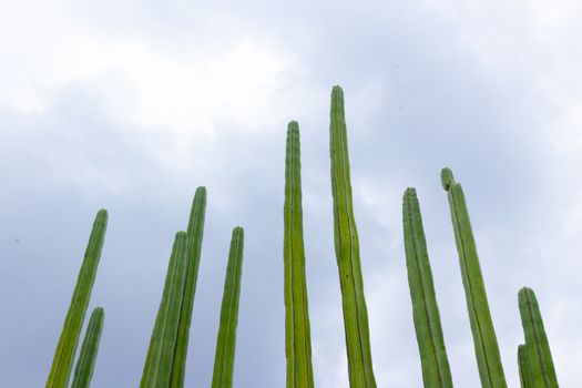 Detail photograph of some green cactus