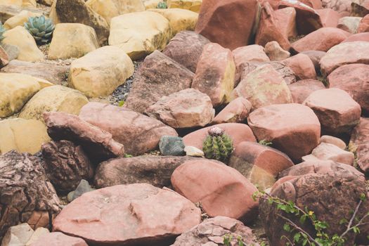 Detail photograph of some green cactus