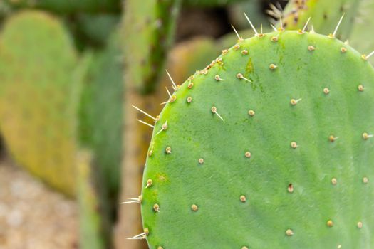 Detail photograph of some green cactus