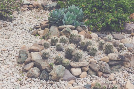 Detail photograph of some green cactus