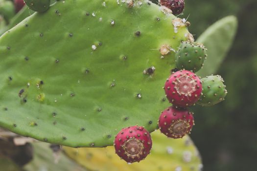 Detail photograph of some green cactus