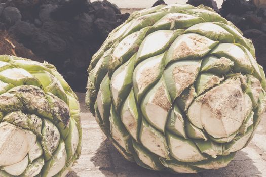 Photograph of some agave hearts from Oaxaca Mexico