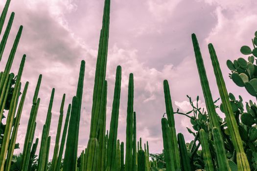 Detail photograph of some green cactus