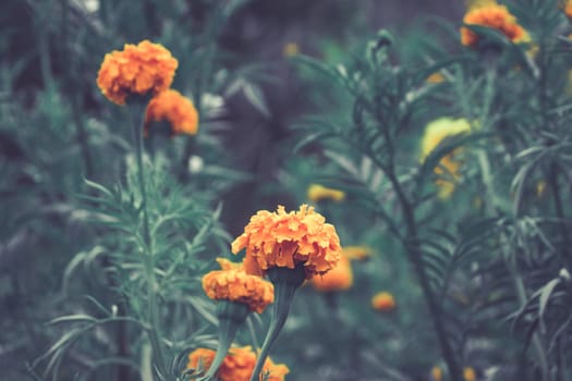 Detail photograph of some traditional marigold cempasuchil mexican flowers