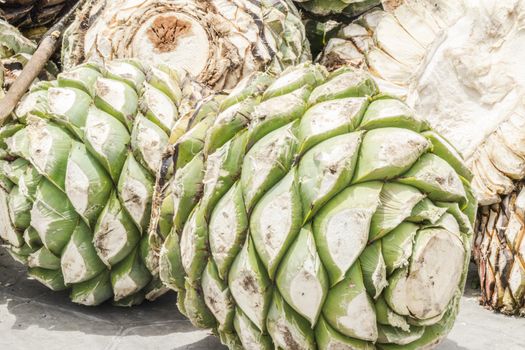 Photograph of some agave hearts from Oaxaca Mexico