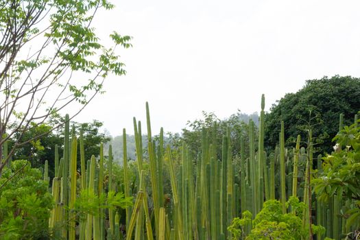 Detail photograph of some green cactus