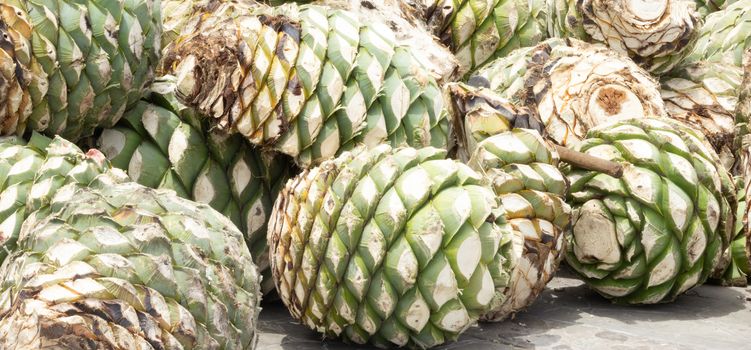 Photograph of some agave hearts from Oaxaca Mexico