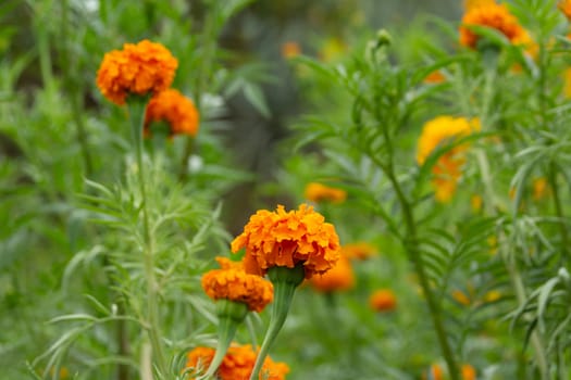 Detail photograph of some traditional marigold cempasuchil mexican flowers