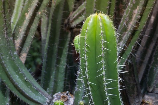 Detail photograph of some green cactus