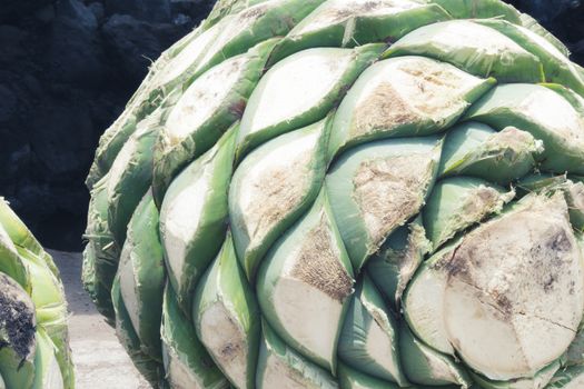 Photograph of some agave hearts from Oaxaca Mexico