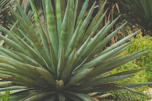 Detail of some maguey plants