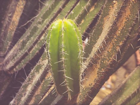 Detail photograph of some green cactus