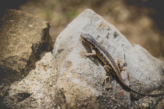 Photograph of a lizard on a rock outdoors