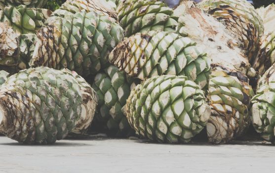 Photograph of some agave hearts from Oaxaca Mexico