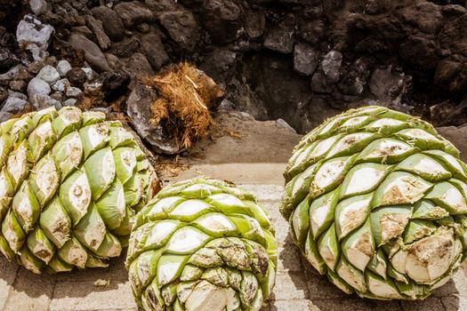 Photograph of some agave hearts from Oaxaca Mexico