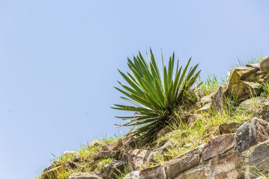 Detail of some maguey plants