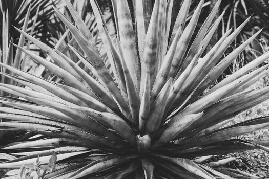 Detail of some maguey plants