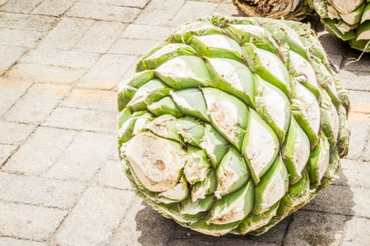 Photograph of some agave hearts from Oaxaca Mexico