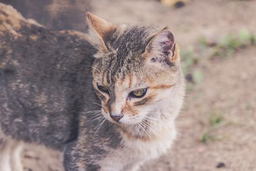 Photograph of a cat portrait and blurred background in outdoors