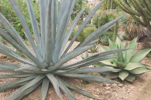 Detail of some maguey plants