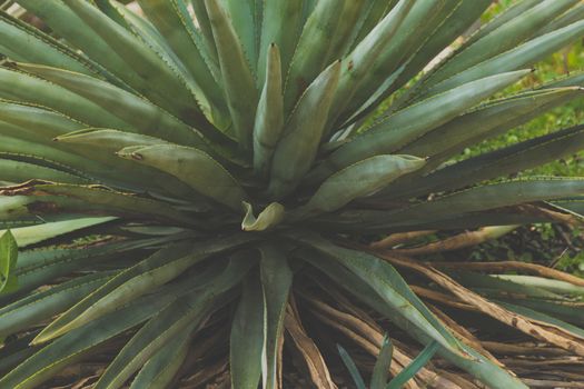 Detail of some maguey plants