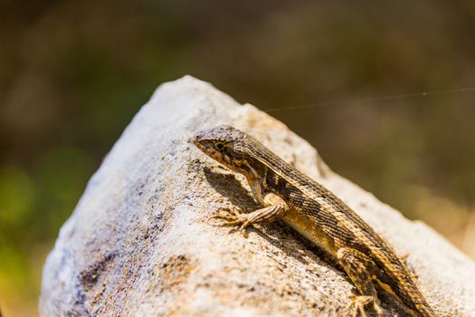 Photograph of a lizard on a rock outdoors