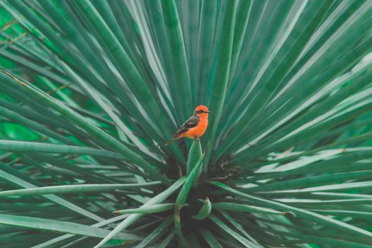 Detail of some maguey plants