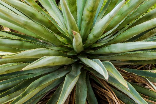 Detail of some maguey plants